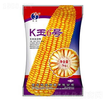 K玉6號-科光種苗