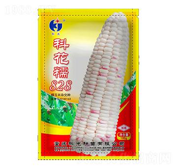 科花糯828-科光種苗