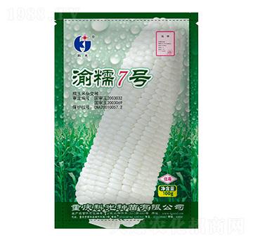 渝糯7號-科光種苗