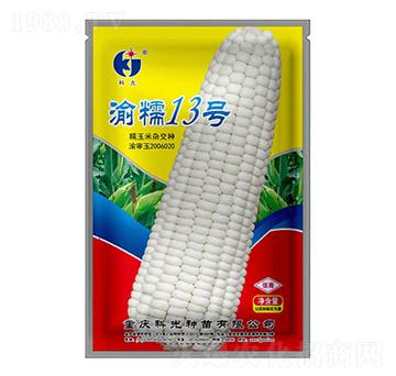 渝糯13號-科光種苗