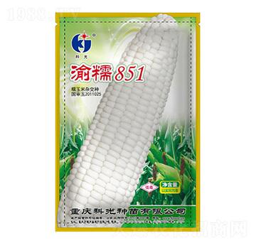 渝糯851-科光種苗