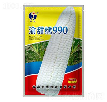 渝甜糯990-科光種苗