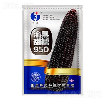 渝黑甜糯950-科光種苗